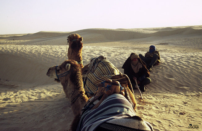 Dunas, camellos y guías en el Gran Erg Oriental del Sáhara. Túnez