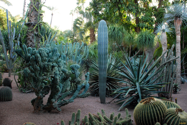 Cactus en el Jardin Majorelle. Marrakech