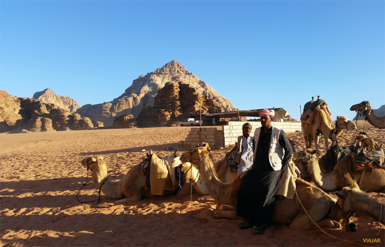 Camellos en Wadi Rum. Jordania
