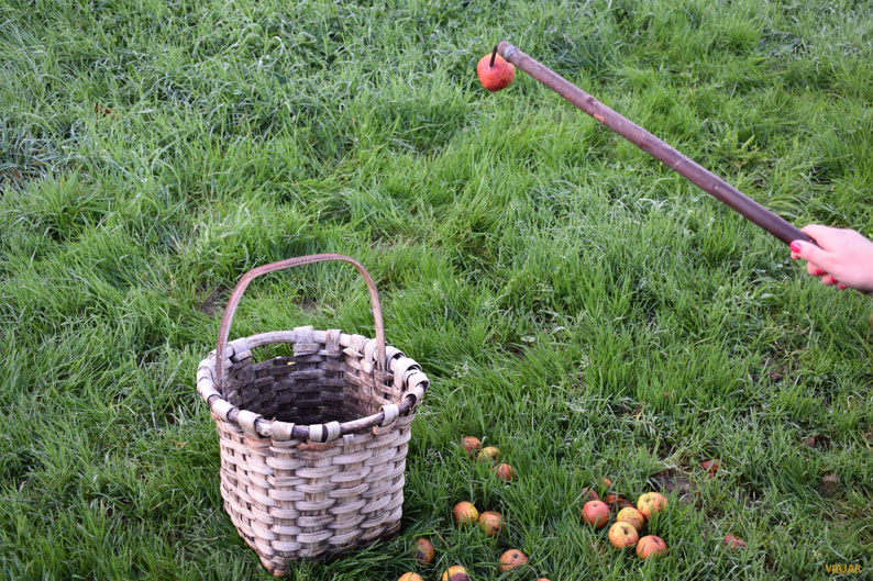 El zizki se utiliza para recoger las manzanas una a una. Manzanal de Sagardoetxea. Territorio de la Sidra