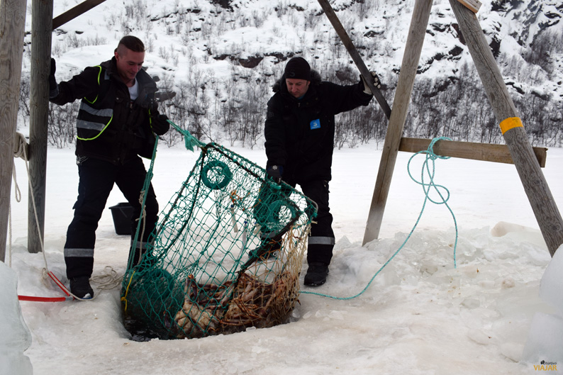Pesca del cangro real en Kirkenes. Laponia noruega