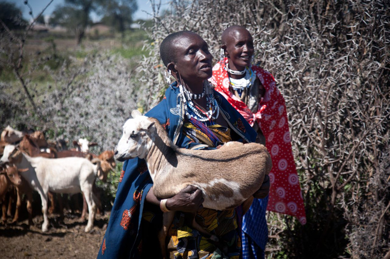 Cabras que cambian la vida de las viudas maasai en Tanzania