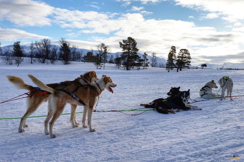 Huskies descansando tras el paseo. Trineo de perros. Laponia noruega