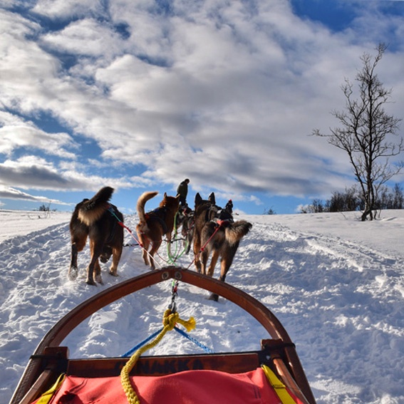 Trineo de perros en la Laponia noruega. Créeme, tienes que vivirlo