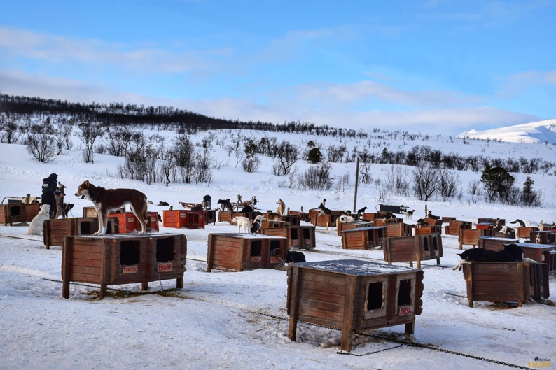 Perros nórdicos en Tromsø Villmarksenter. Laponia noruega