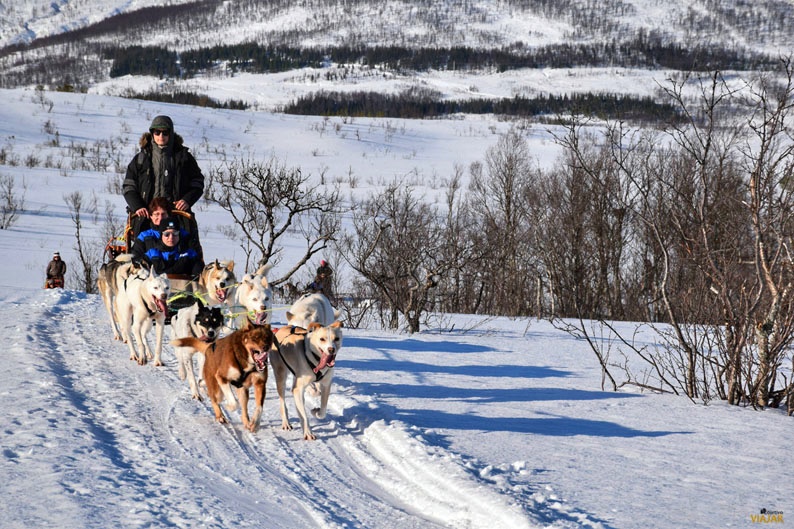 Trineo de perros en la Laponia noruega
