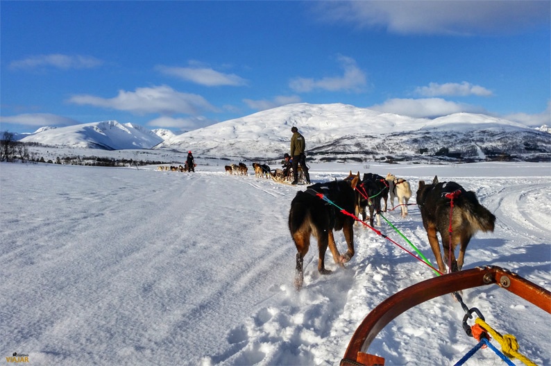 Trineo tirado por perros. Actividades en la Laponia noruega