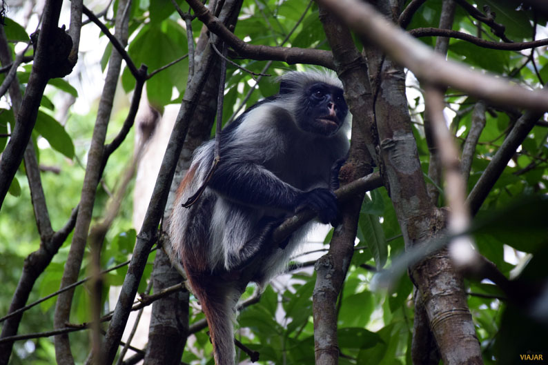 Mono colobo rojo. Zanzibar