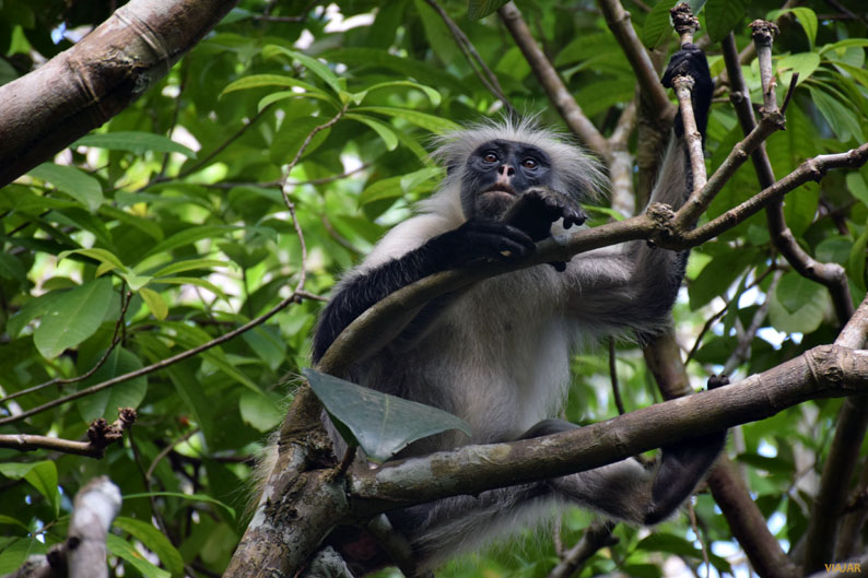 El bosque de Jozani, refugio de los monos colobos rojos de Zanzíbar